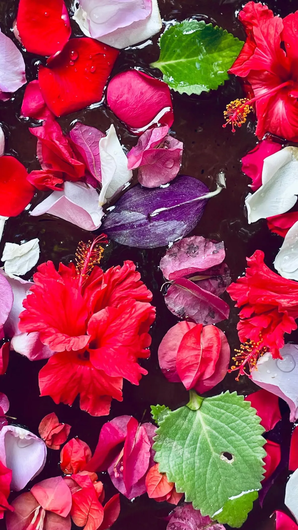 Flower petals floating in the cenote-fed pool at Casa Arkaana